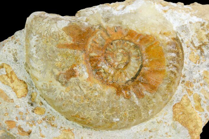 Ammonite Fossil - Boulemane, Morocco #122427